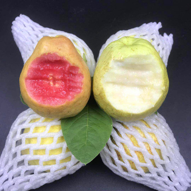 56成交2吨相似广东现摘白心台湾珍珠芭乐番石榴6斤新鲜当季热带水果