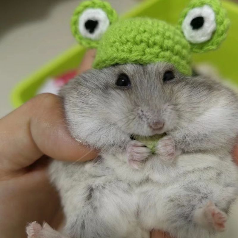 仓鼠帽子金丝熊蜜袋鼯花枝鼠编织毛线小帽子拍照道具一件代发批发