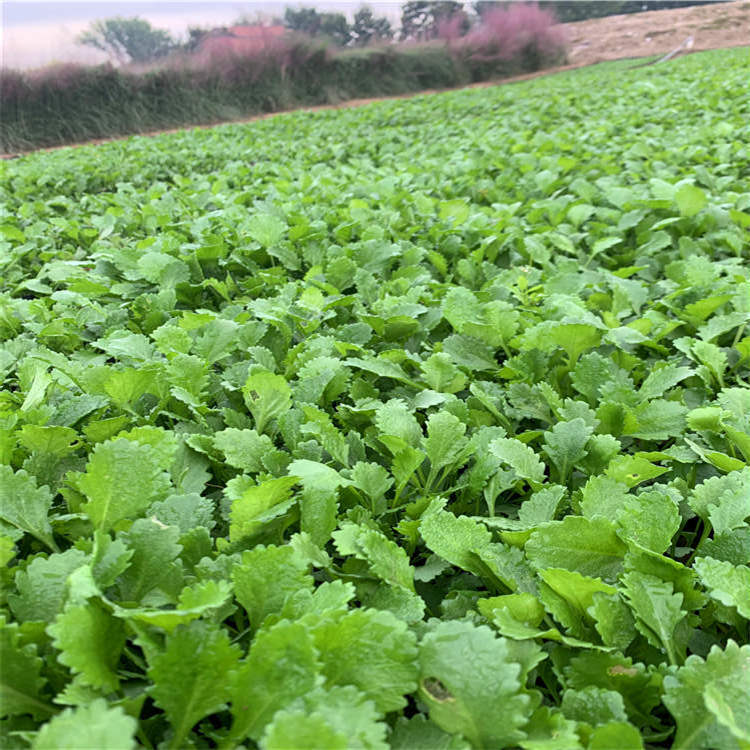 大滨菊杯苗 园林绿化用西洋大滨菊杯苗 多年生宿根花卉大白菊盆栽