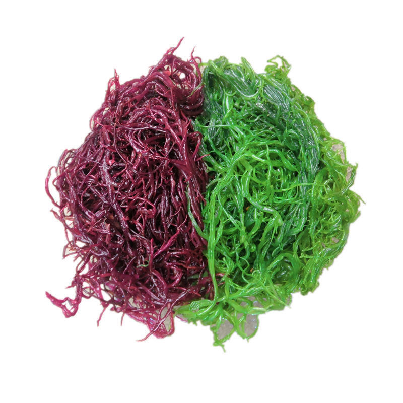 厂家直销【天然海藻海草包邮】福建龙须菜500克凉拌菜火锅菜美食