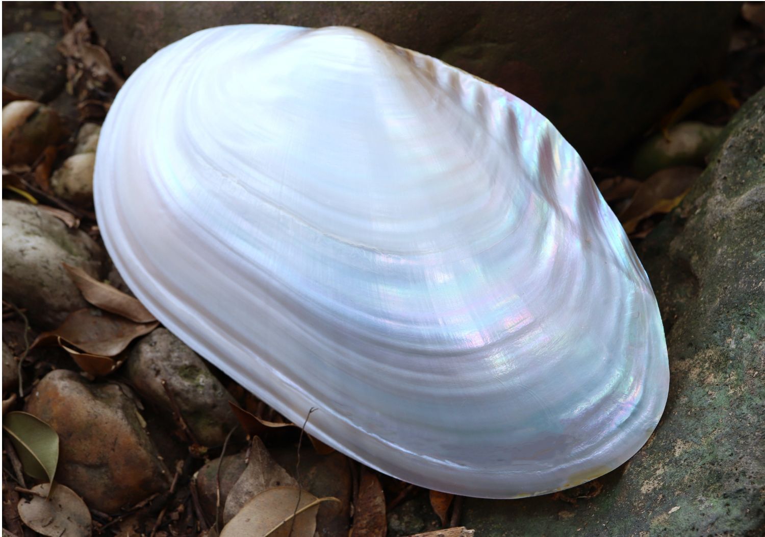 天然大珍珠蚌壳超大贝壳拍摄道具鱼缸水族造景摆件果盘餐盘