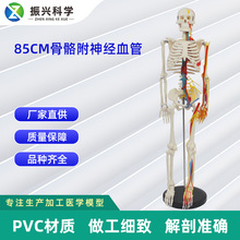 85CM附神经血管骨骼模型 人体骨骼演示模型医学教材模型