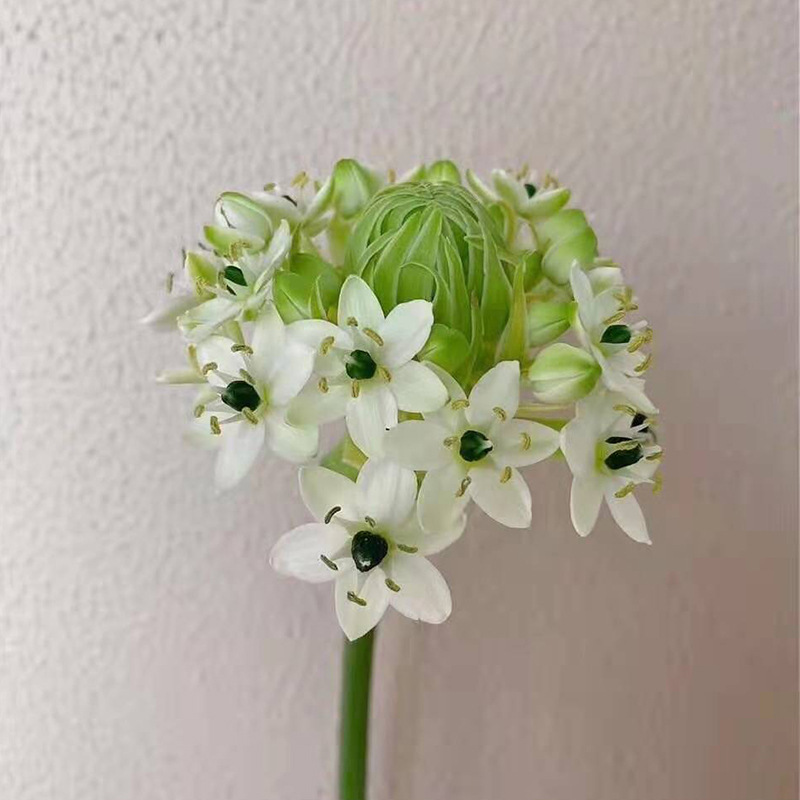 天鹅绒 云南昆明天鹅绒瓶插花鲜切花伯利恒之星小清新家居花艺