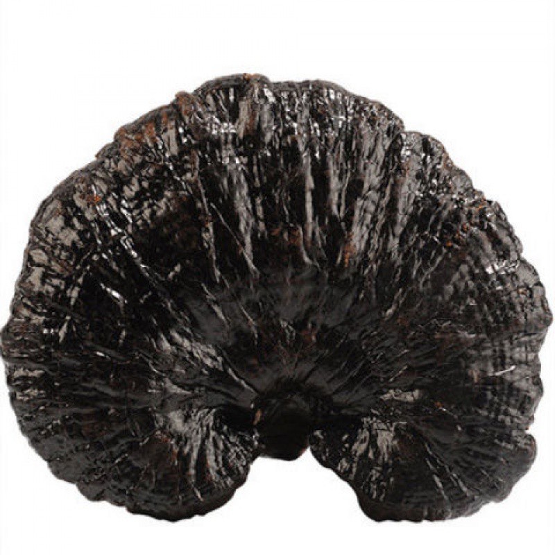 云南深山野生黑灵芝 100克 250克 500克可切片包邮
