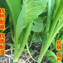 四季春大叶春菜种子菜种籽青菜品种潮汕蔬菜种子菜籽芥菜