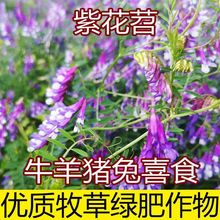 果园绿肥种籽光叶紫花苕毛苕子牛羊猪兔养殖饲草蜜源四季牧草种子