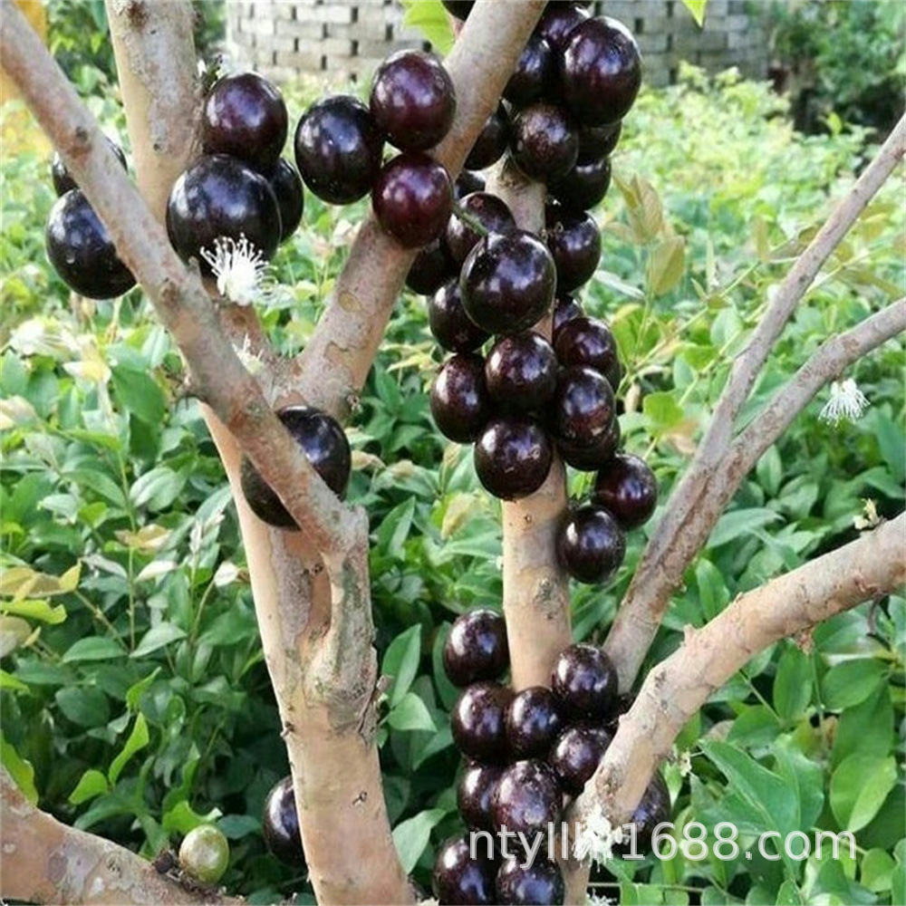 嘉宝果树苗沙巴四季早生台湾树葡萄苗盆地栽南北种植果树当年结果