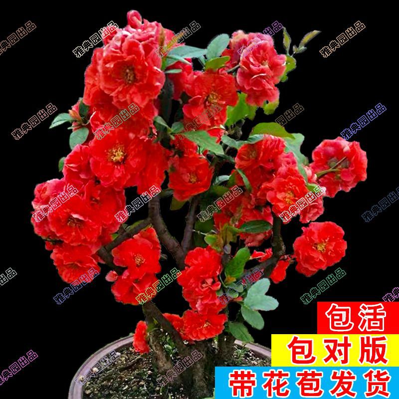 旺宅海棠花卉盆栽当年开花新手养不死的绿植懒人花苗老桩花卉大全