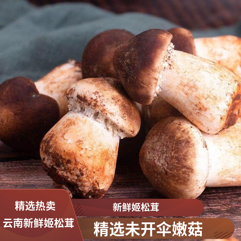 【冷链】新鲜姬松茸云南特产香格里拉野生菌菇姬松茸酒店特销