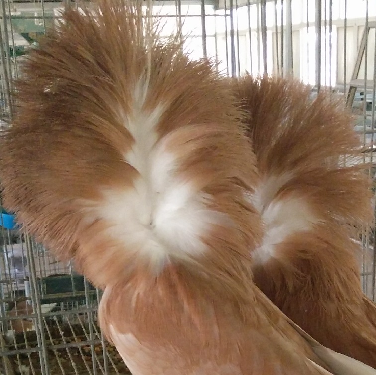 大毛领鸽子