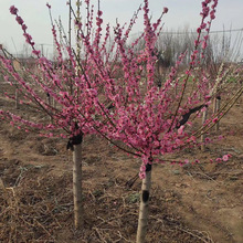 批发苗木基地批发红梅树苗 嫁接红梅大树苗工程红梅花 2-20公分粗