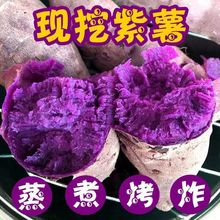 山东紫薯代发5斤新鲜蔬菜软糯板栗味紫罗兰蜜薯紫壤地瓜非烟薯