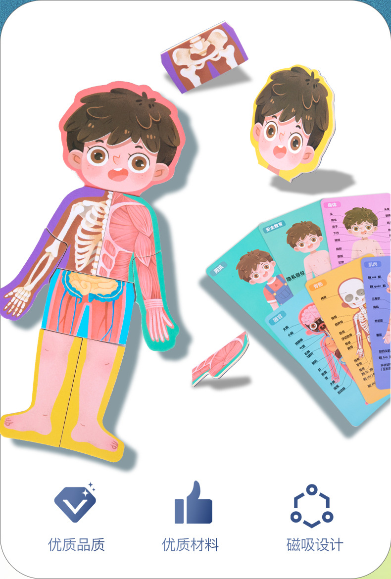 45幼儿园儿童身体结构认知科教玩具