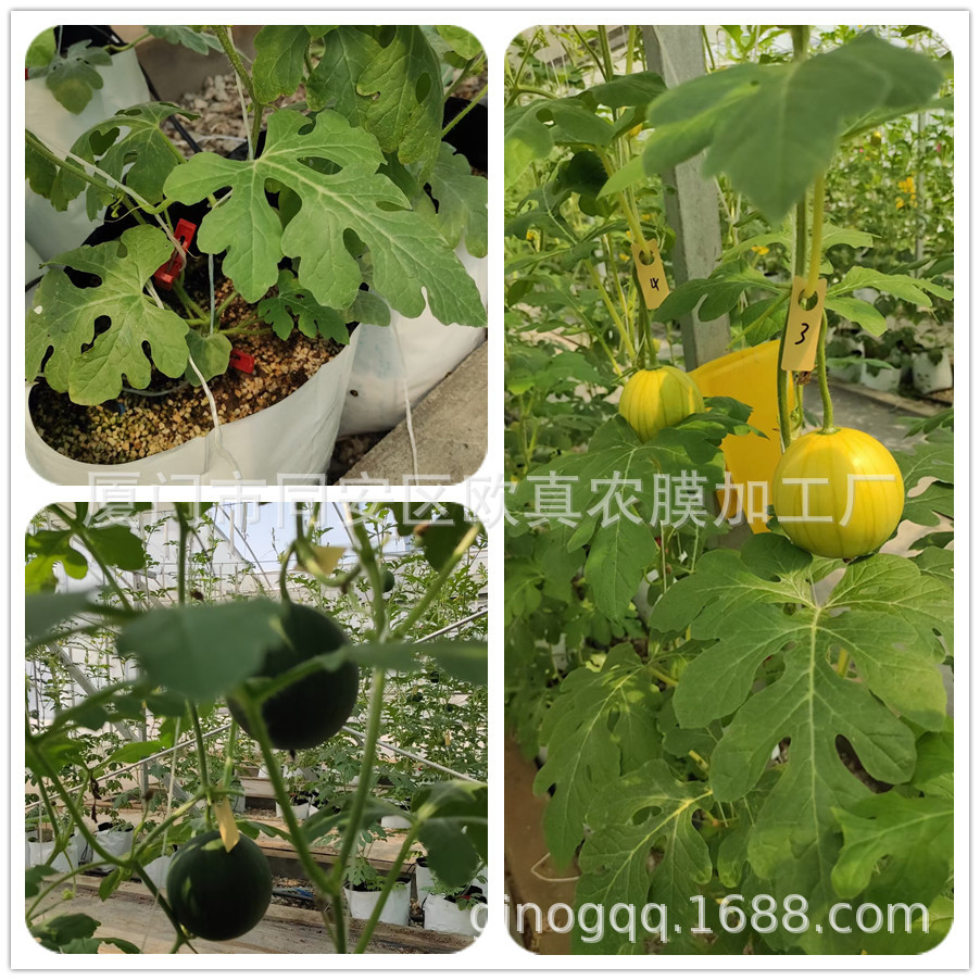 厂家供应西有机瓜果蔬菜无土栽培生长袋 黑白种植袋 育苗袋-报价