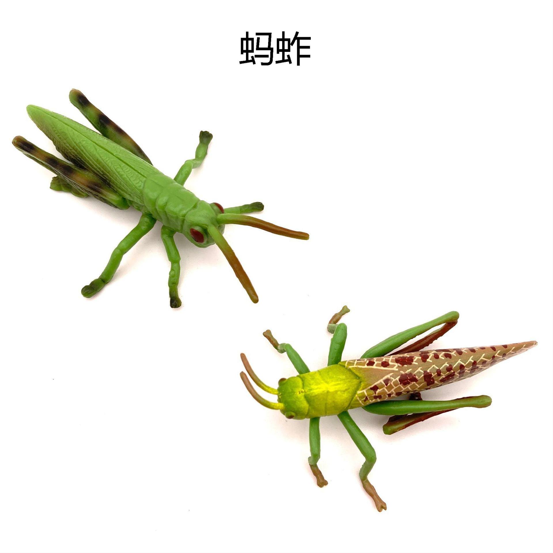 儿童科教认知仿真昆虫模型蝗虫蚱蜢蚂蚱草蜢实心玩具模型装饰摆件