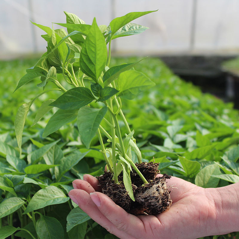 蔬菜苗幼苗番茄苗圣女果西瓜黄瓜茄子辣椒秧苗南瓜盆栽