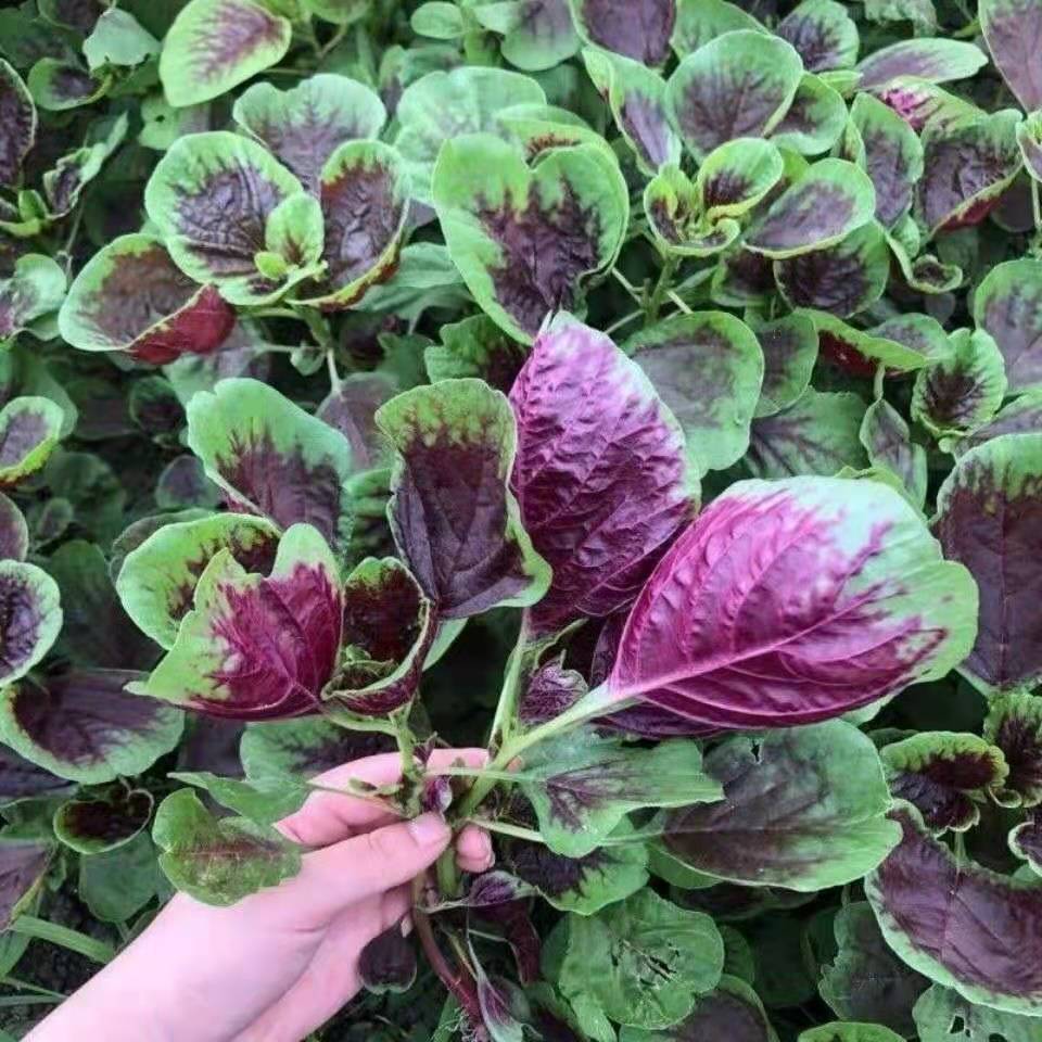 苋菜种籽大叶苋菜种籽圆叶花红四季夏季庭院蔬菜种籽大全菜籽种孑