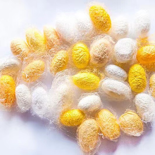 学生养蚕科普套装蚕宝宝活体金丝蚕春蚕卵籽七彩蚕幼虫新鲜嫩桑叶