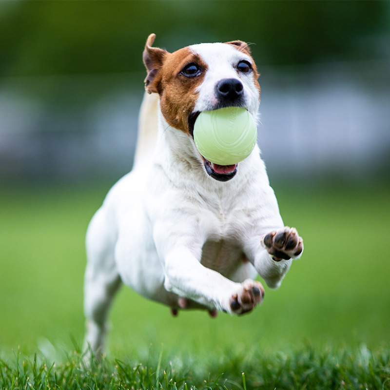 9成交922件义乌市爱禾宠物用品有限公司6年爱禾品牌相似同款3狗狗玩具
