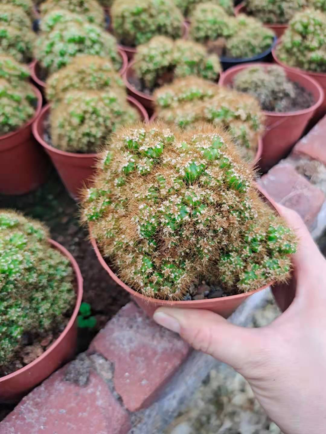 黄金山影仙人掌科24盆一件桌面办公室小盆景花卉