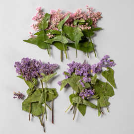 荞麦花 干花压花真树叶植物标本真花脸部装饰真花瓣材料包