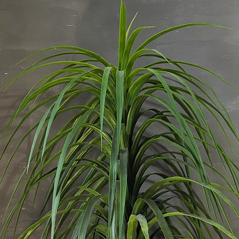 跨境仿真植物铁线树盆栽室内龙血树落地绿植客厅大堂龙须假树盆景