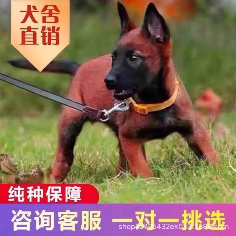 比利时马犬幼犬活体警犬工作犬护卫犬大骨架爆红宠物狗狗批发价格