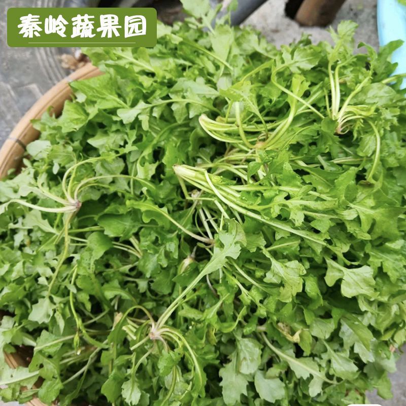 现挖新鲜荠荠菜扁锅铲野菜地丁蔬菜农家235斤当季饺子馅一件批发