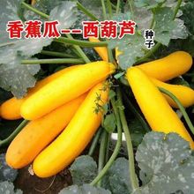 水果型西葫芦种子香蕉瓜黄色盆栽种籽特色春秋季四季蔬菜