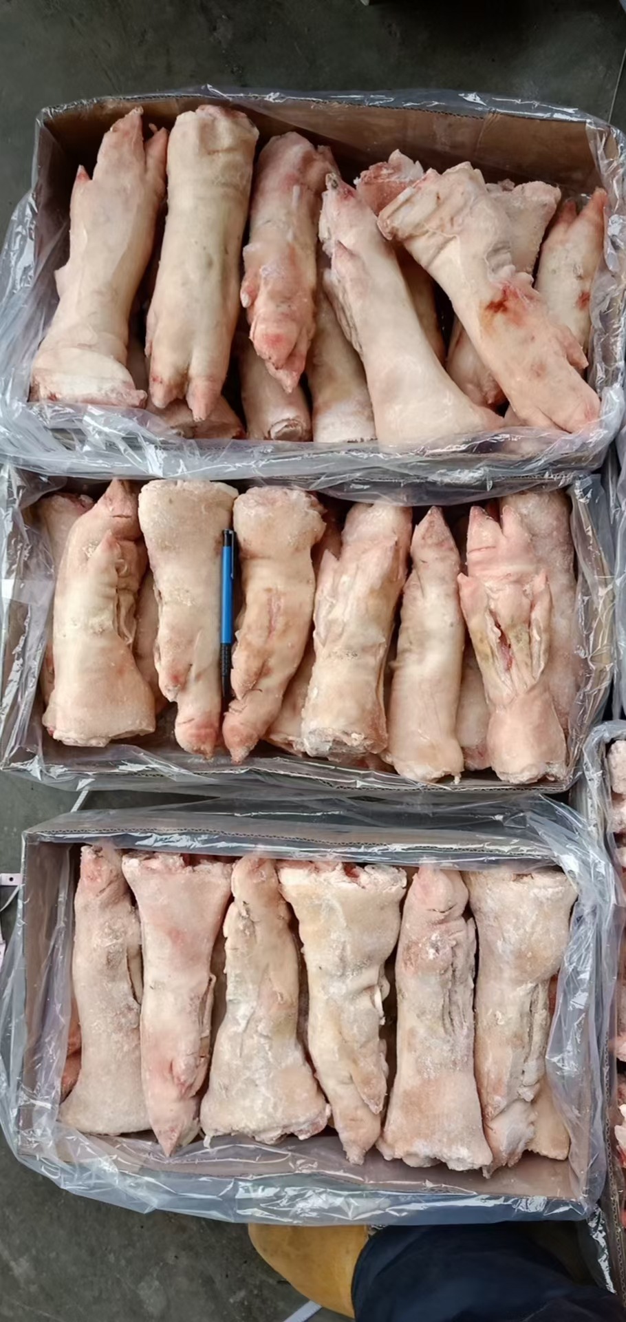 去筋长蹄 冷冻猪蹄 生鲜猪蹄肉 猪肘鲜猪手 非腌制 整件20斤装