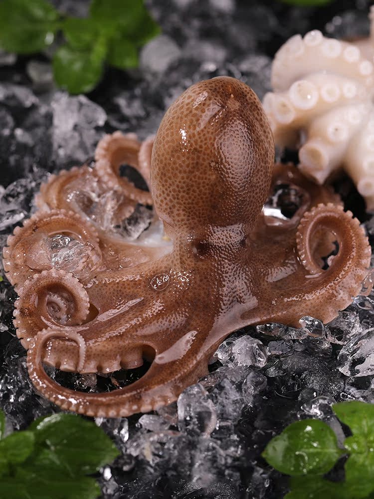 大连新鲜八爪鱼海鲜鲜活冷冻小章鱼迷你八爪鱼麻辣长腿章鱼足