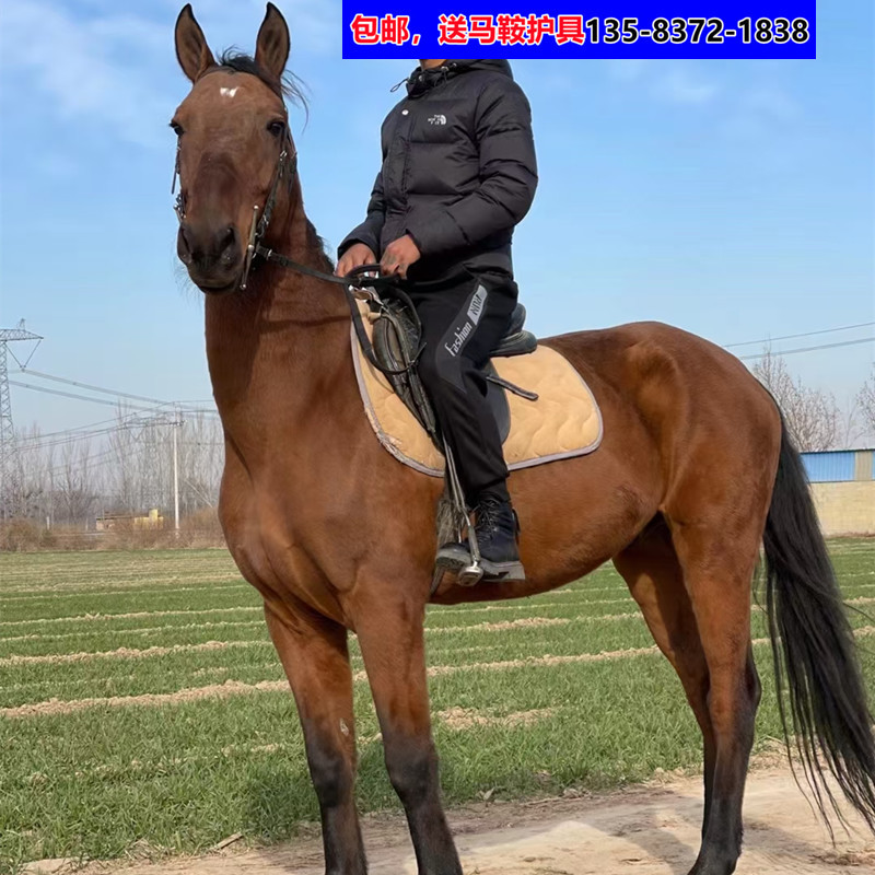 大型骑乘马赛马纯血马温血马高头大马障碍赛骑乘马高价回收马