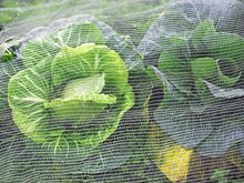跨境供应蔬菜果园白色聚乙烯防虫网昆虫网防鸟网全新料防虫网