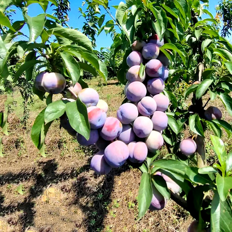 李子树苗新品种盆栽地栽蜂糖李三华李脱骨李当年结果红心李子果苗