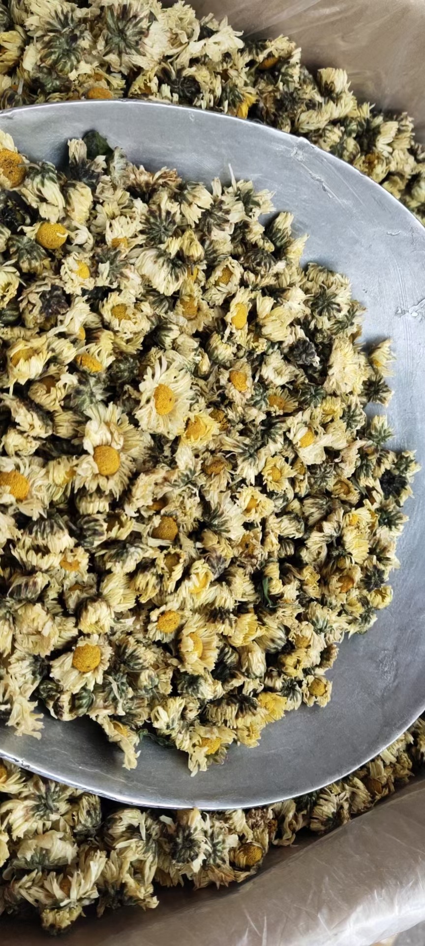 批发苏胎菊干胎菊茶 浙胎菊精选罐装胎菊花茶袋泡茶花茶源头厂家