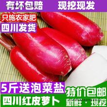 四川特产自种新鲜红皮萝卜5斤新鲜现摘白肉水萝卜泡菜胭脂萝卜