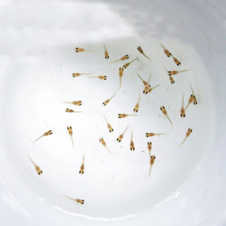 水族孔雀鱼活迷你鹦鹉小鱼幼鱼热带观赏鱼苗凤尾鱼仔群游路损包赔