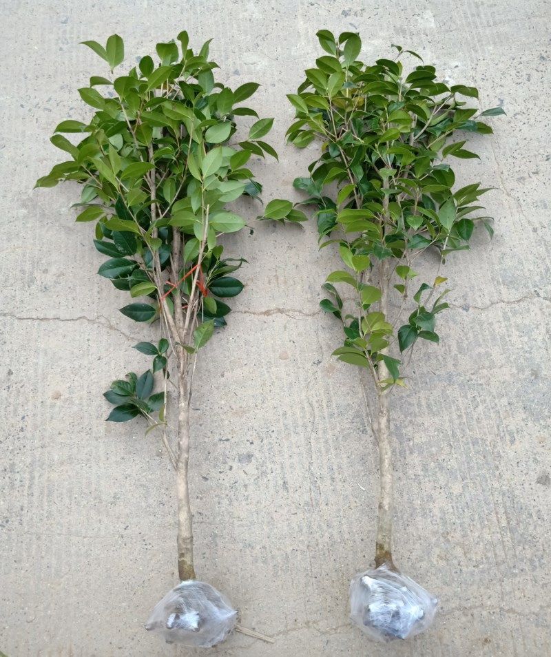 一件代发庭院耐寒花卉植物大型山茶花树苗四季常青耐冬耐冻茶花树