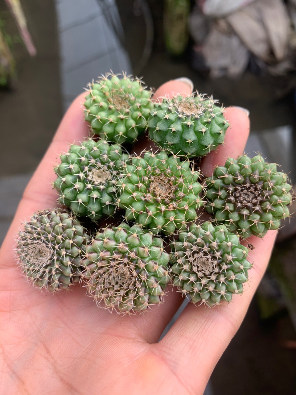 实生翠晃冠,圆形缀化仙人球批发