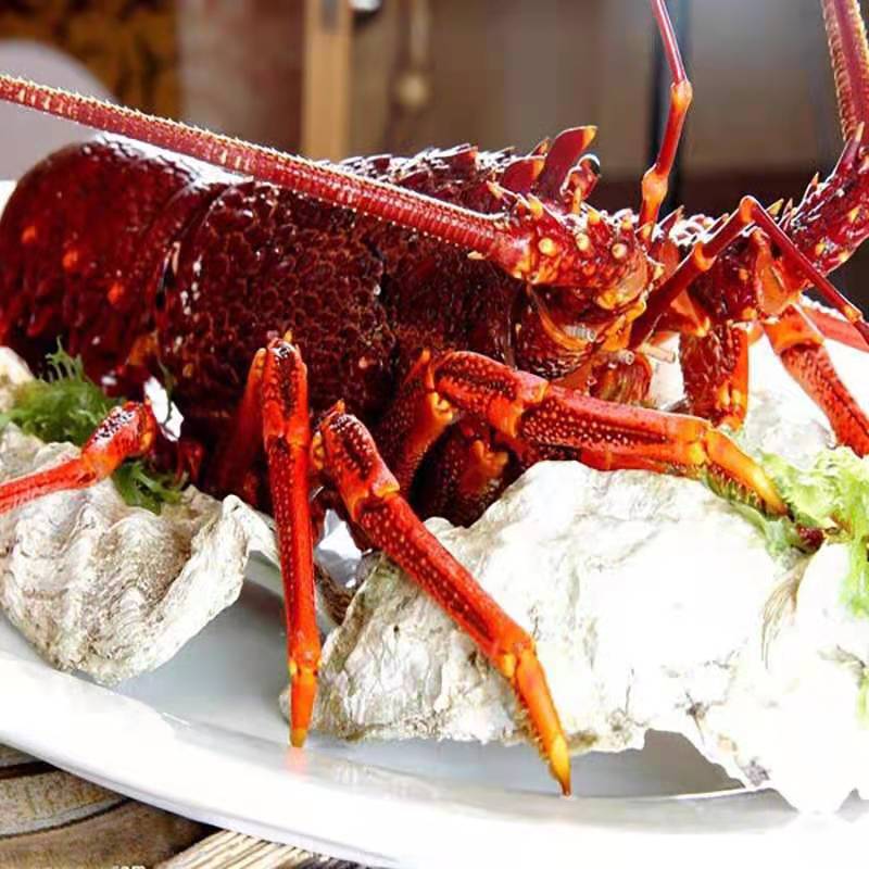 澳洲红龙速冻大花龙青龙澳洲大龙虾550g-5000g一只规格