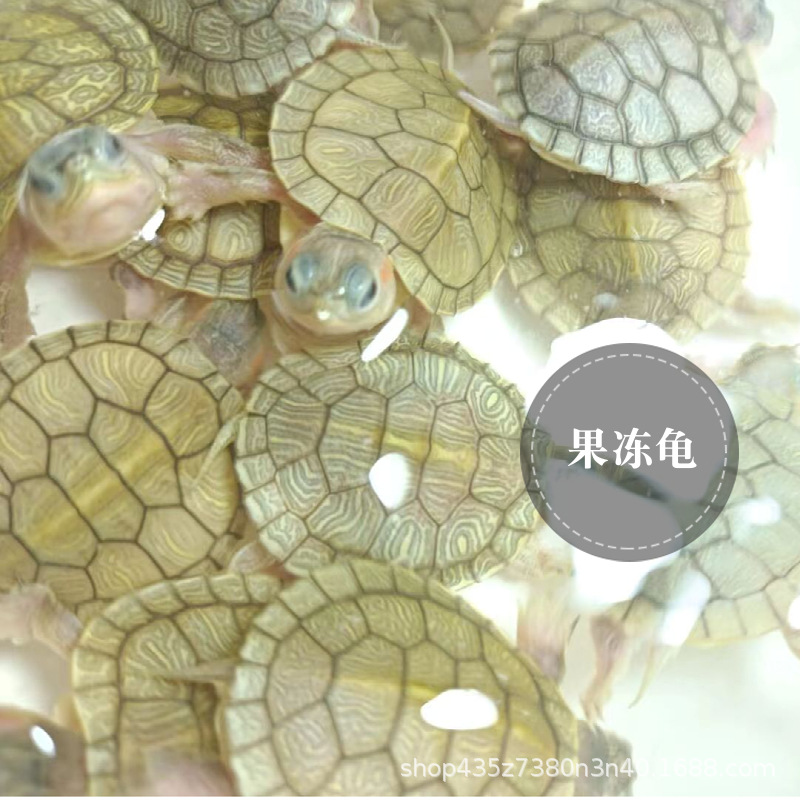 变异巴西龟变异果冻变异巴西黄化果冻龟观赏深水龟果冻变异网红龟