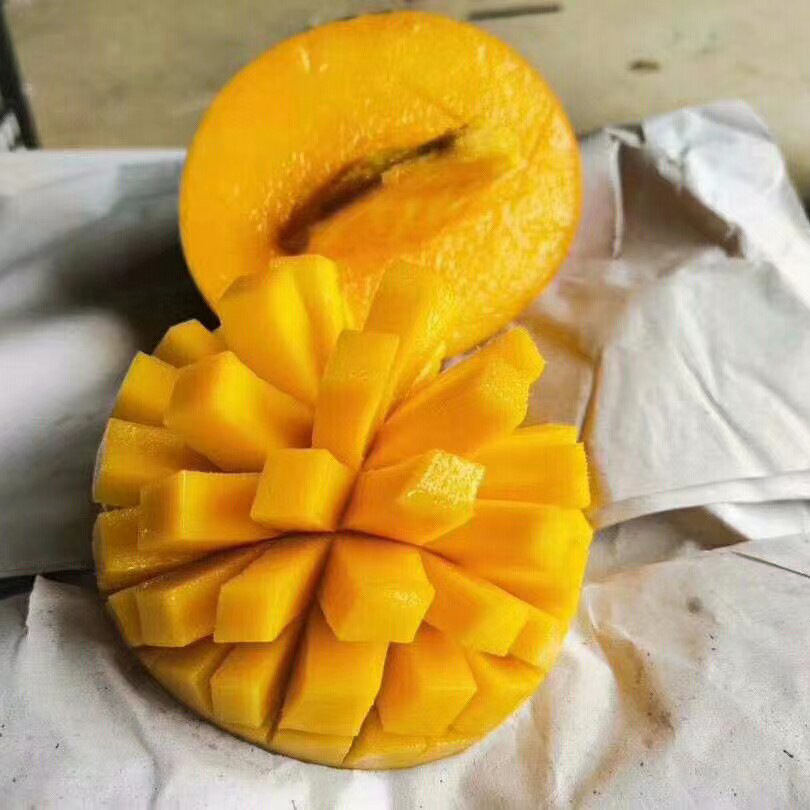 黄金奶油澳芒 西六可发