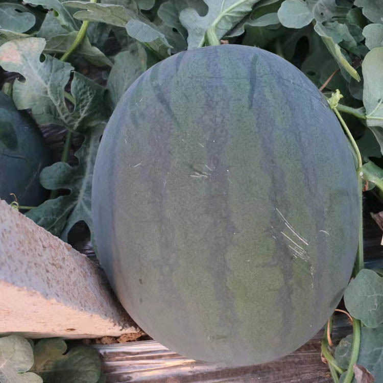 粒尔田黑皮甜王西瓜种子 肉质酥脆蜜甜 瓤色大红 甜度高 基地用种