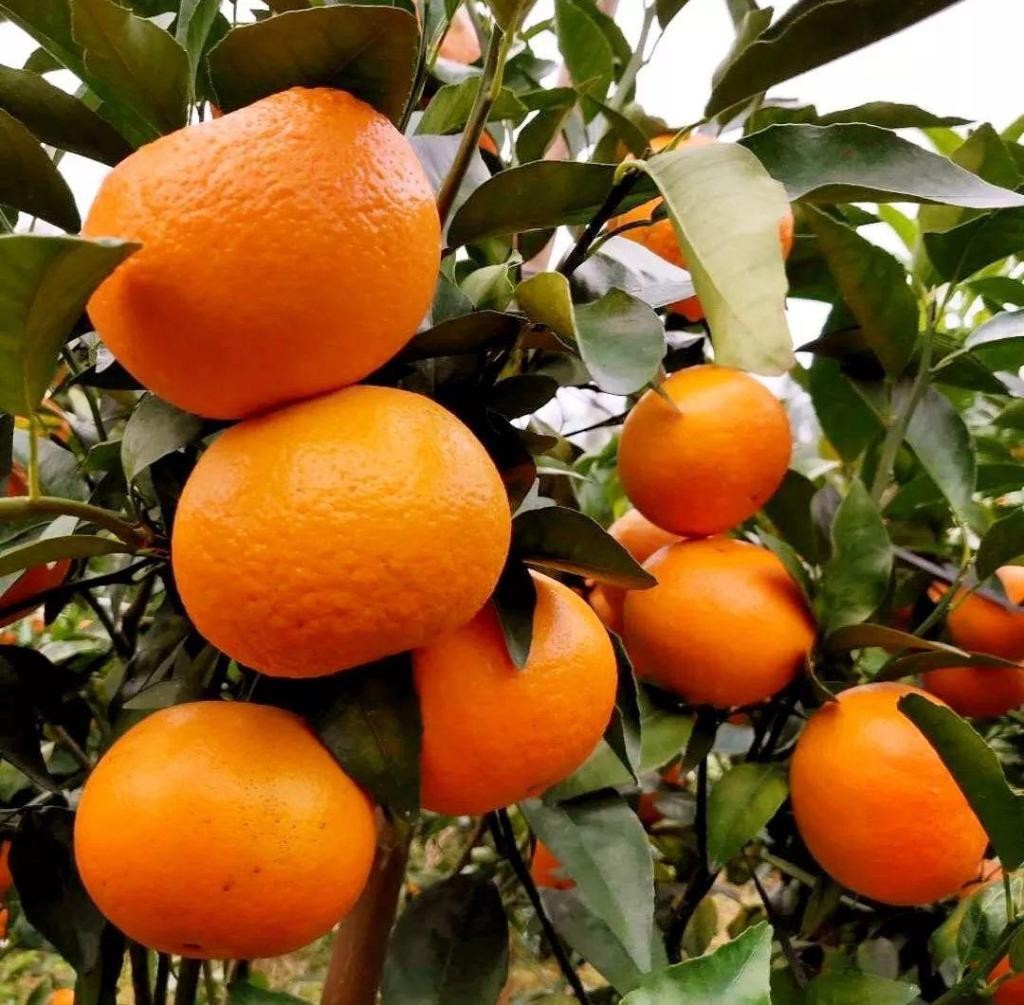 沃柑苗无籽沃柑四川果苗基地直发091沃柑