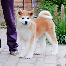 佛山狗场支持上门挑选柴犬活体赤色柴犬幼犬纯种日本柴犬宠物狗