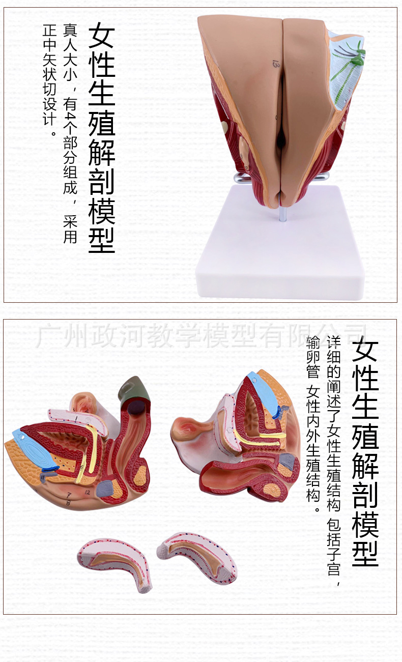 教学仿真男性生殖泌尿系统标本内外生殖模型睾丸解剖模型医疗教具