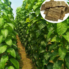 湖北优质杜仲药材苗木价格 南方药材苗批发新品种药材苗量大从优