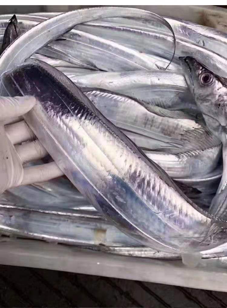 精品钓带东海舟山小眼新鲜带鱼无破肚整条无冰衣鲜活船冻野生刀鱼