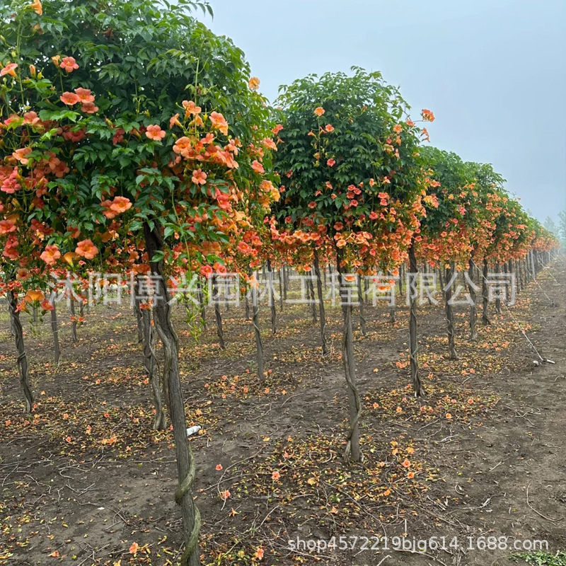 耐寒凌霄花苗爬藤植物老桩盆栽阳台庭院楼顶攀援炮仗花凌霄花树苗