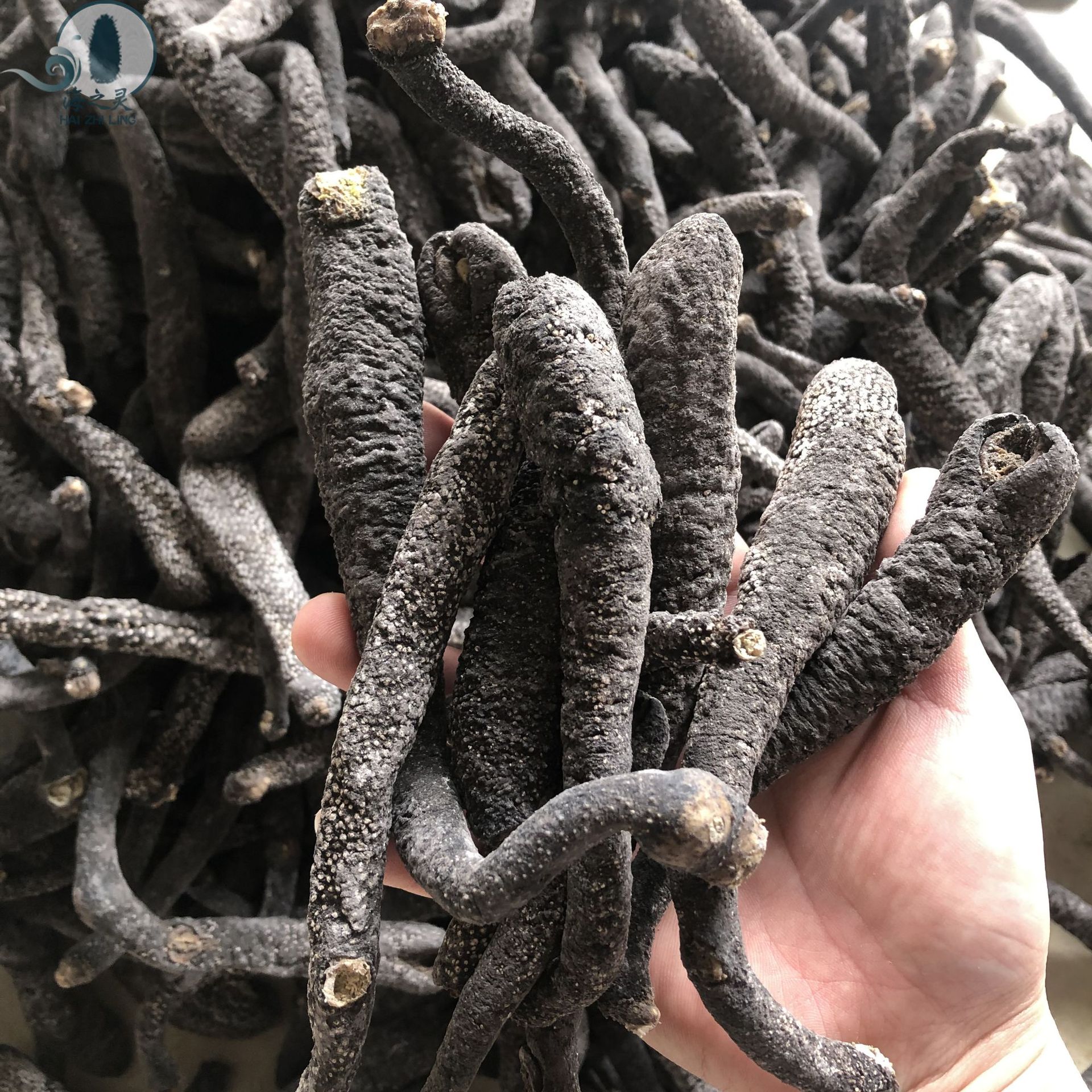 花蛇参大黑蛇参蛇参批发20头肉厚发头好 一手海参